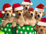 Caroling Canines christmas ecards