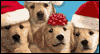Caroling Canines