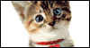 Purr-fect Birthday  -- Pets Birthday eCard from American Greetings