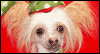 Fleas Navidad -- Christmas Pets eCard from Yahoo! Greetings