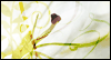 A Palm Sunday Wish<br>for You Lent eCards