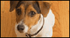 Wishing You Happiness  -- Pets Just Because eCard from American Greetings