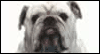 Handsome Dog  -- Pets Birthday eCard from American Greetings