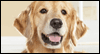 For Our Furry Friends -- Pets Birthday eCard from Yahoo! Greetings