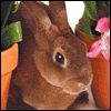 Simple Pleasures  -- Printable Everyday Easter Greeting Cards eCard from American Greetings