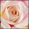 You Are a Wonderful Niece -- Mother's Day For Relatives project from Yahoo! Greetings