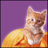 Cutest Little Pumpkin  -- Printable Halloween Greeting Cards Just For Kids eCard from American Greetings