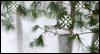 Winter Beauty (Personalized)  -- Winter eCard from MSN Greetings