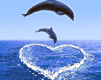 Dolphin Love