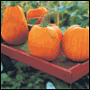 Simple Pleasures  -- Printable Everyday Thanksgiving Greeting Cards eCard from American Greetings