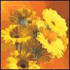 What Is Thanksgiving?  -- Printable Everyday Thanksgiving Greeting Cards eCard from American Greetings
