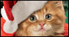 Karoling Kittens  -- Favorite Christmas eCard from American Greetings