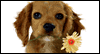 Wonderful You Friends Pets Ecard