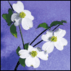 God Bless You -- Thank You Greeting Card project from Yahoo! Greetings