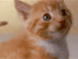 Video: Warm & Fuzzy Kitten valentines day ecards