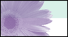 A Daughter Is The Best Thing -- Mother's Day eCard from Yahoo! Greetings