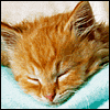Feel Better Soon -- Get Well Greeting Cards For Anyone project from Yahoo! Greetings