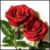 So Glad I Have You  -- Printable Love Greeting Cards eCard from MSN Greetings
