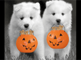 Have a Yappy Halloween halloween ecards