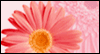 For A Special Mom 
