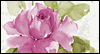 For A Wonderful Daughter-in-Law  -- Birthday eCard from American Greetings