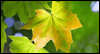 That First Leaf Is a Jerk