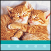 Cuddly Anniversary Wishes -- Anniversary Greeting Cards project from Yahoo! Greetings