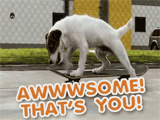 Thanks, You're Awwwwesome! pets ecard