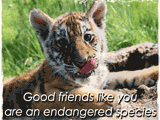 5/21 Endangered Species Day celebrate the date ecards
