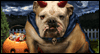 Halloween Bulldog Talking Card