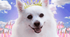 Birthday Princess Talking Card