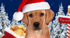 Santa Puppy Christmas Card