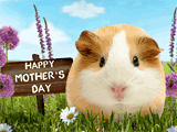 Mother's Day Cutie mothers day ecards