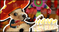 Tequila Chihuahua