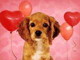 Puppy Love pets ecard