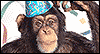 Party Monkey Talking Card