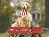 Red, White, and Golden<br>Talking Card 4th of july ecards