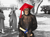Monkey Graduation