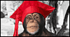 Monkey Grad Talking Card