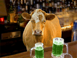 Moo & Brew<br>Talking Card st. patricks day ecards
