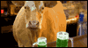 Moo & Brew Talking Card