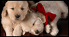 Sweet Talker<br>Talking Card Christmas eCards