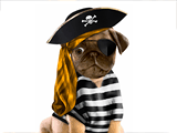 Pirate Pug<br>Talking Card halloween ecards