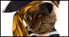 Pirate Pug Talking Card