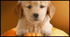 Halloween Pupkin Talking Card