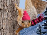 Treehugger<br>Talking Card celebrate winter ecards