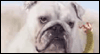 On Cloud K-9 Talking Card