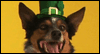 St. Patty's Day Jig