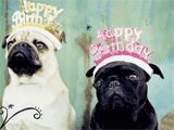 Birthday Pugs - Taylor Swift happy birthday ecards