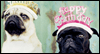 Birthday Pugs - Taylor Swift
